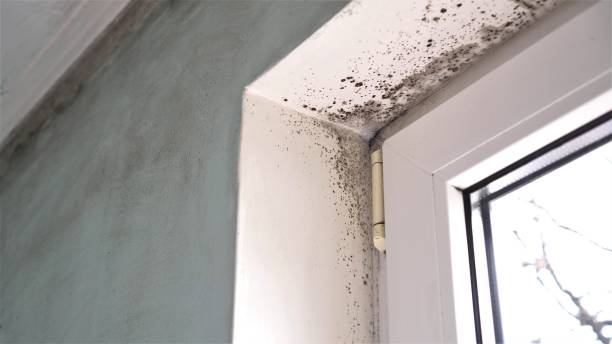 Pleasant Prairie, WI Mold Removal Company