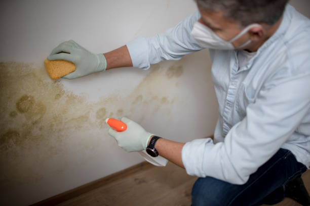 Best Fast Mold Removal  in Pleasant Prairie, WI