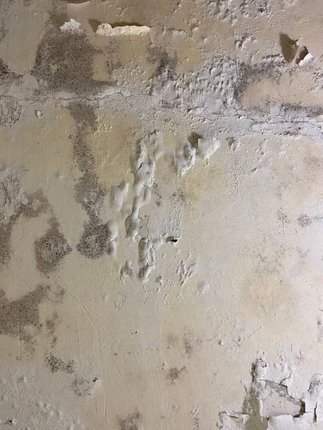 Best Professional Mold Removal  in Pleasant Prairie, WI