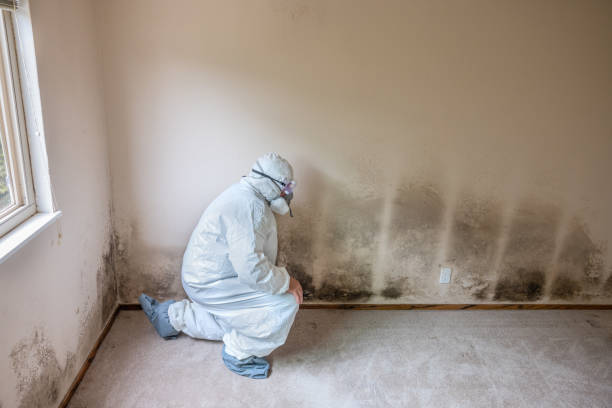 Office Mold Removal Services in Pleasant Prairie, WI
