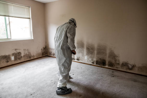 Best Commercial Mold Removal  in Pleasant Prairie, WI