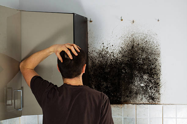 Best Toxic Mold Removal  in Pleasant Prairie, WI