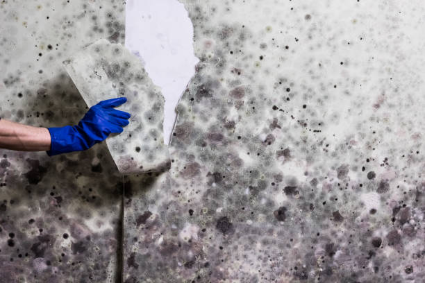Best Black Mold Removal  in Pleasant Prairie, WI